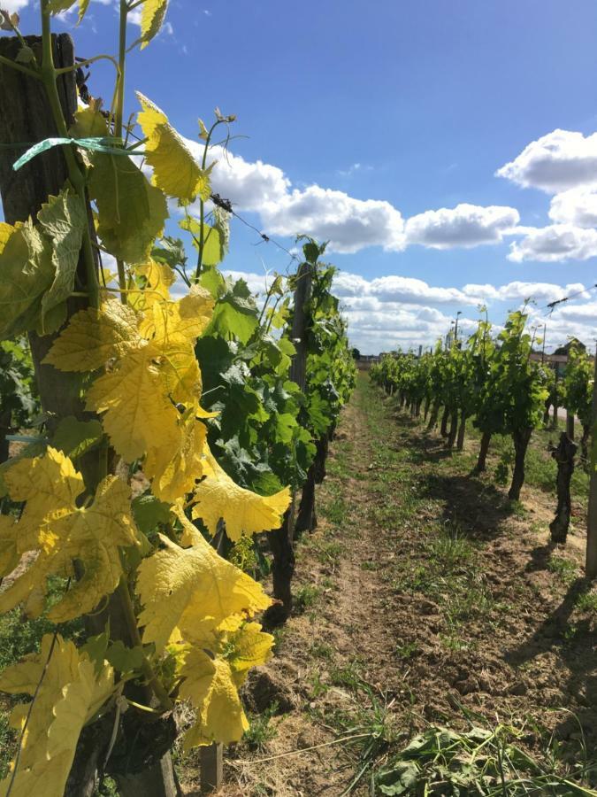 Mirande Montagne-Saint Emilion Lägenhet Montagne  Exteriör bild